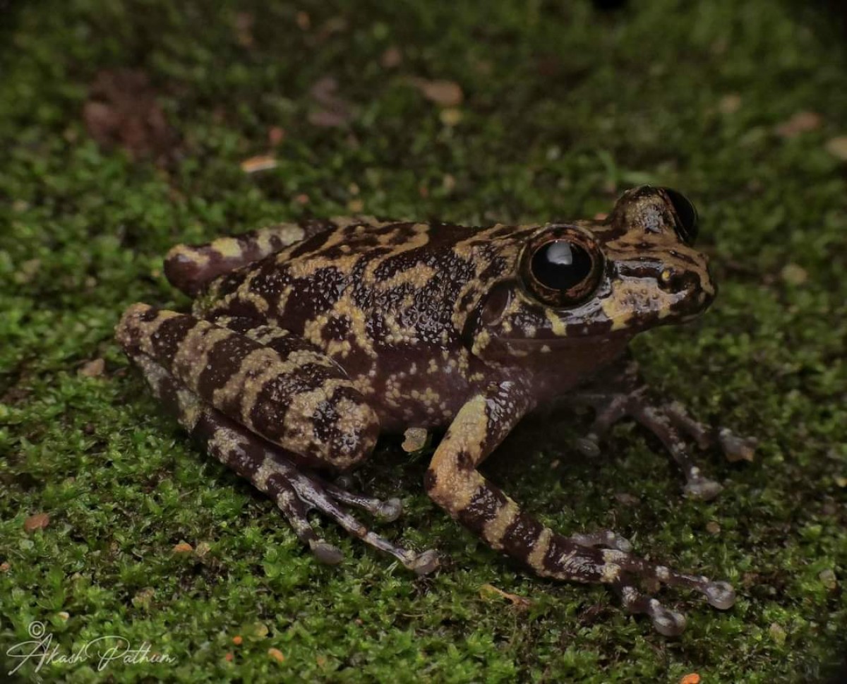 Pseudophilautus sordidus Manamendra-Arachchi & Pethiyagoda 2005